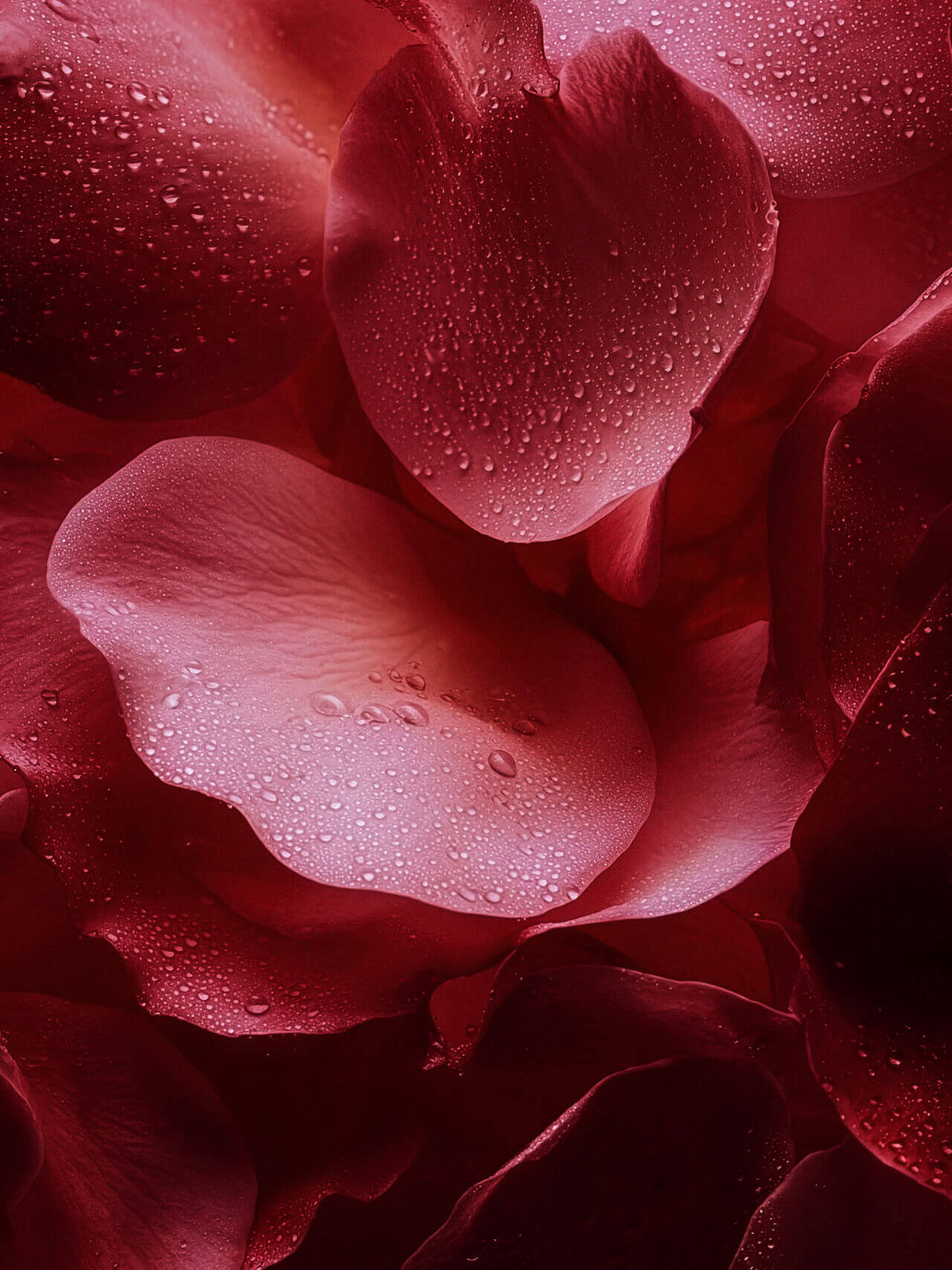 Les Essentiels - Rose Mystik